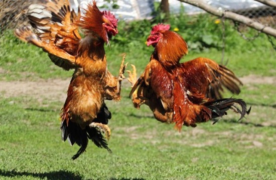 Bandar Resmi Daftar Situs Judi Sabung Ayam Online Termurah